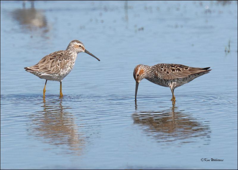 Stilt Sandpiper, Wagoner Co., OK, 4-29-2024_3549z.jpg