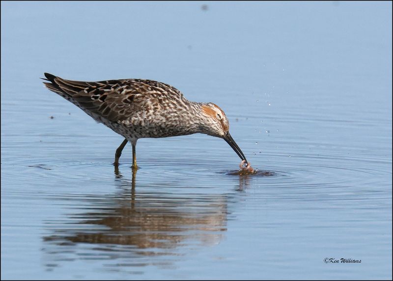 Stilt Sandpiper, Wagoner Co., OK, 4-29-2024_3569z.jpg