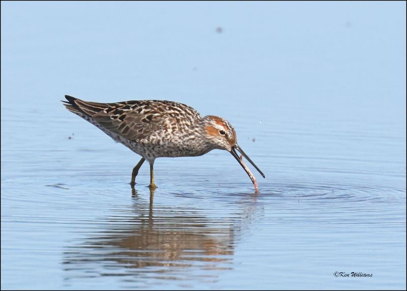 Stilt Sandpiper, Wagoner Co., OK, 4-29-2024_3572z.jpg