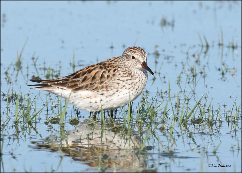 White-rumped Sandpiper, Wagoner Co., OK, 4-29-2024_3099z.jpg