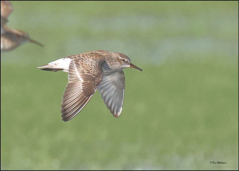 White-rumpedl Sandpiper, Wagoner Co., OK, 4-29-2024_2776z.jpg