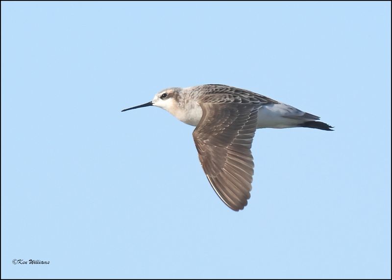 Wilson's Phalarope male, Wagoner Co., OK, 4-29-2024_2763z.jpg