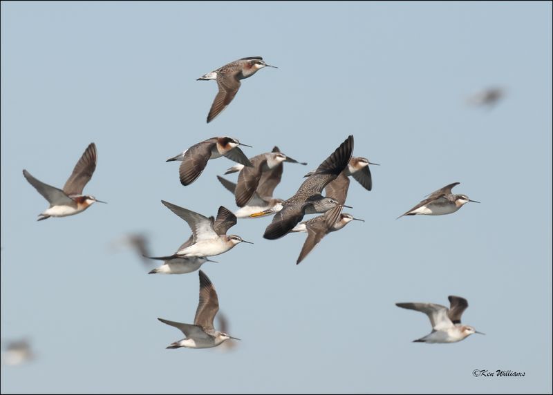 Wilson's Phalaropes & Lesser Yellowlegs, Wagoner Co., OK, 4-29-2024_2761z.jpg