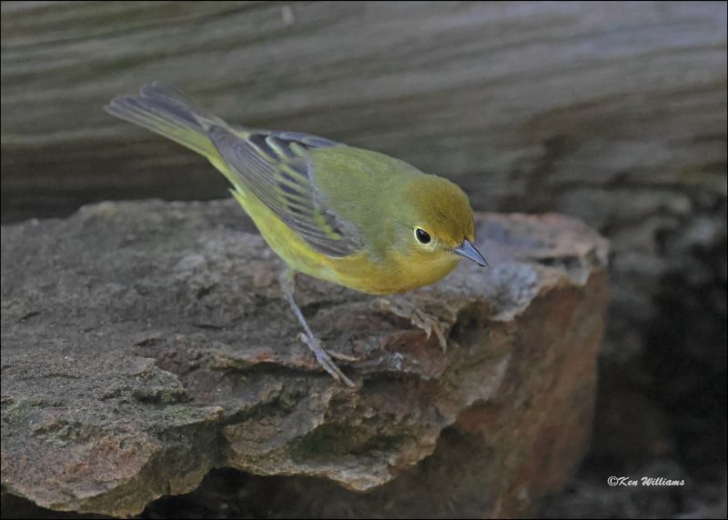 Yellow Warbler, Rogers Co, yard, OK, 5-9-2024_5253Dlz.jpg