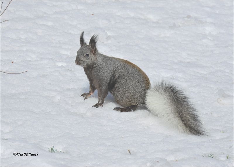 Abert's Squirrel, Sandia Peak, NM, 3-29-2024_4644Z.jpg