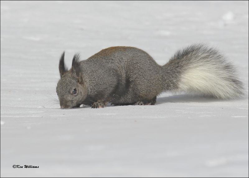 Abert's Squirrel, Sandia Peak, NM, 3-29-2024_4694z.jpg