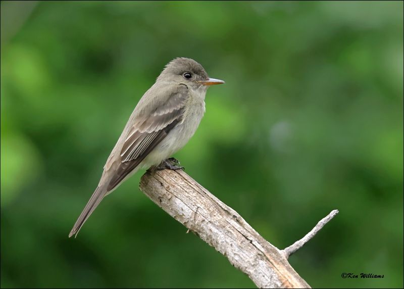Eastern Wood Pewee