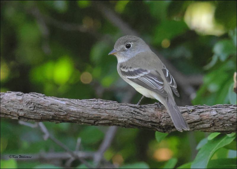 Least Flycatcher, Rogers Co yard, OK, 5-10-2024_5343Dlz.jpg