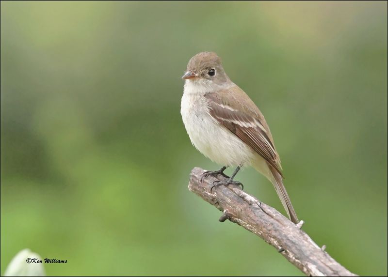Least Flycatcher, Rogers Co yard, OK, 5-10-2024_5395Dlz.jpg