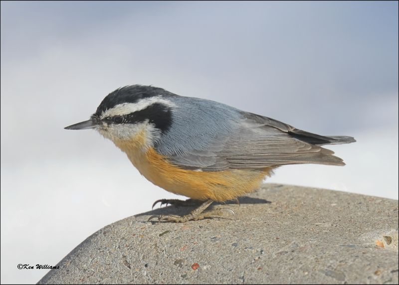 Red-breasted Nuthatch, Sandia Peak, NM, 3-29-2024_4759z.jpg
