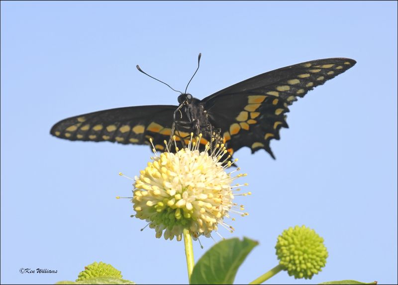Black Swallowtail, Cherokee Co, OK, 6-10-2024_5790Dz.jpg