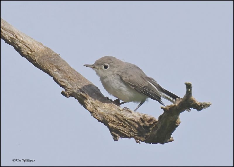 Blue-gray Gnatcatcher, Cherokee Co, OK, 6-10-2024_5824Dz.jpg
