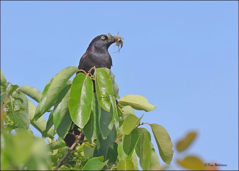 Common Grackle, Cherokee Co, OK, 6-10-2024_5880Dz.jpg