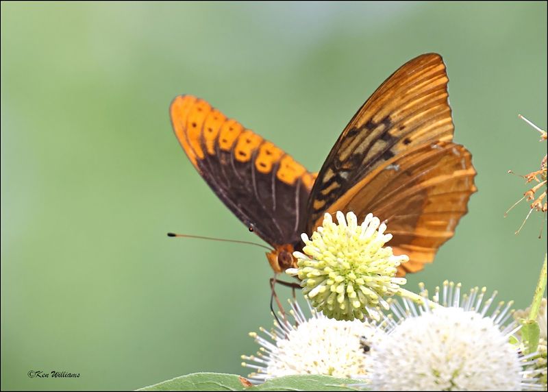 Diana Fritillary, Cherokee Co, OK, 6-10-2024_5856Dz.jpg