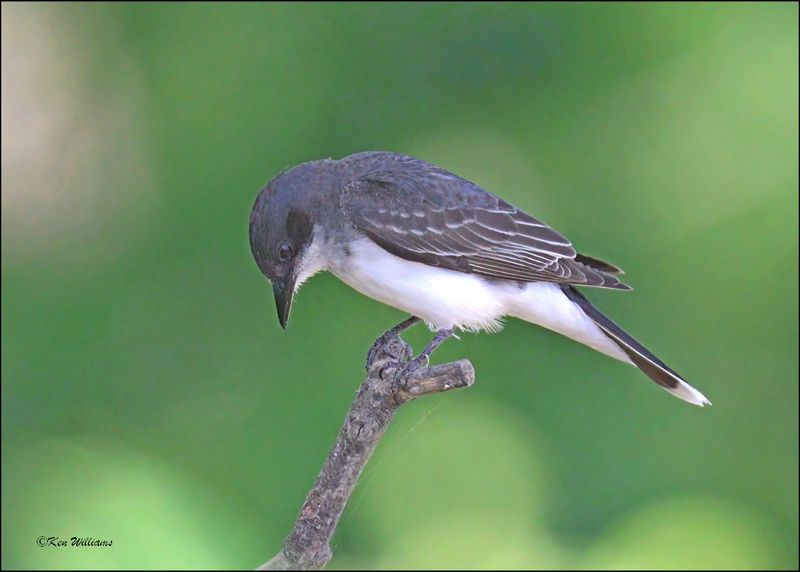 Eastern Kingbird, Cherokee Co, OK, 6-10-2024_5912Dz.jpg