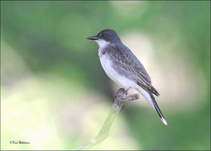 Eastern Kingbird, Cherokee Co, OK, 6-10-2024_5944Dz.jpg