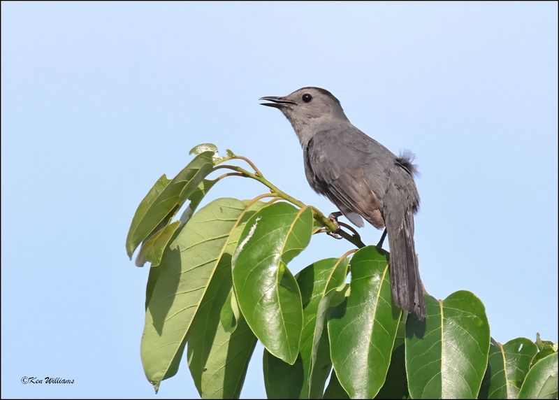 Gray Catbird, Cherokee Co, OK, 6-10-2024_5836Dz.jpg