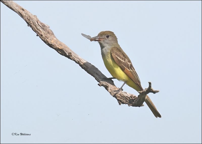 Great Crested Flycatcher, Cherokee Co, OK, 6-10-2024_5848Dz.jpg