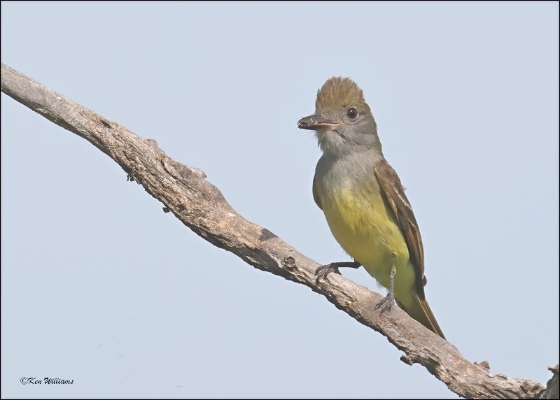 Great Crested Flycatcher, Cherokee Co, OK, 6-10-2024_5890Dz.jpg