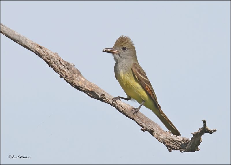 Great Crested Flycatcher, Cherokee Co, OK, 6-10-2024_5908Dz.jpg