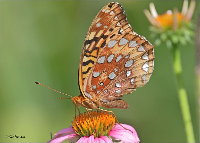 Great Spangled Fritillary, Rogers Co. yard, OK, 6-10-2024_5978Dz.jpg