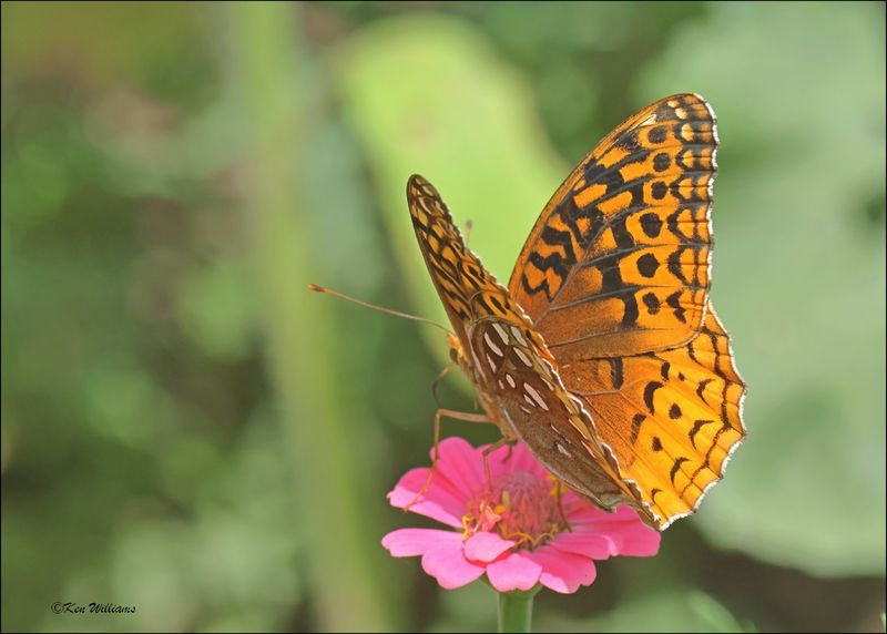 Great Spangled Fritillary, Rogers Co. yard, OK, 6-10-2024_6037Dz.jpg