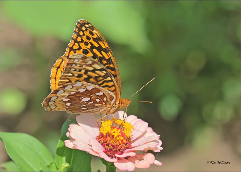 Great Spangled Fritillary, Rogers Co. yard, OK, 6-10-2024_6053Dz.jpg