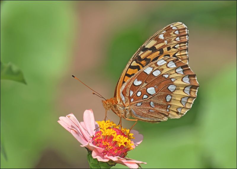 Great Spangled Fritillary, Rogers Co. yard, OK, 6-10-2024_6088Dz.jpg