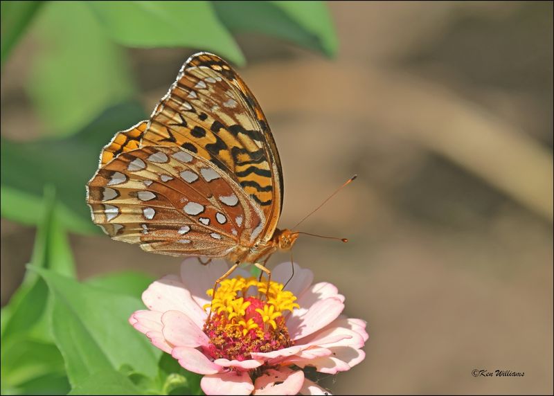 Great Spangled Fritillary, Rogers Co. yard, OK, 6-10-2024_6124Dz.jpg