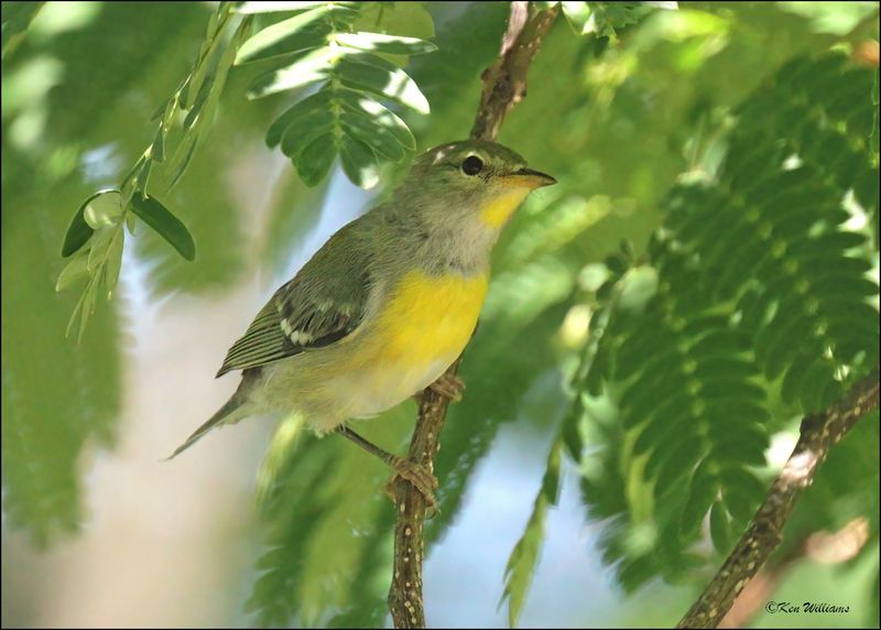 : Northern Parula: