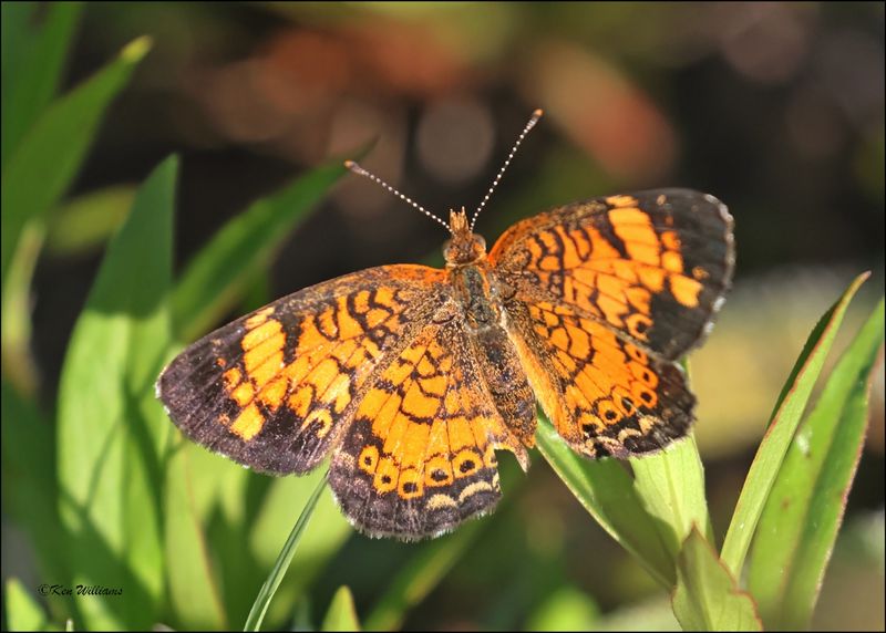 Pearl Crescent, Cherokee Co, OK, 6-10-2024_5752Dz.jpg