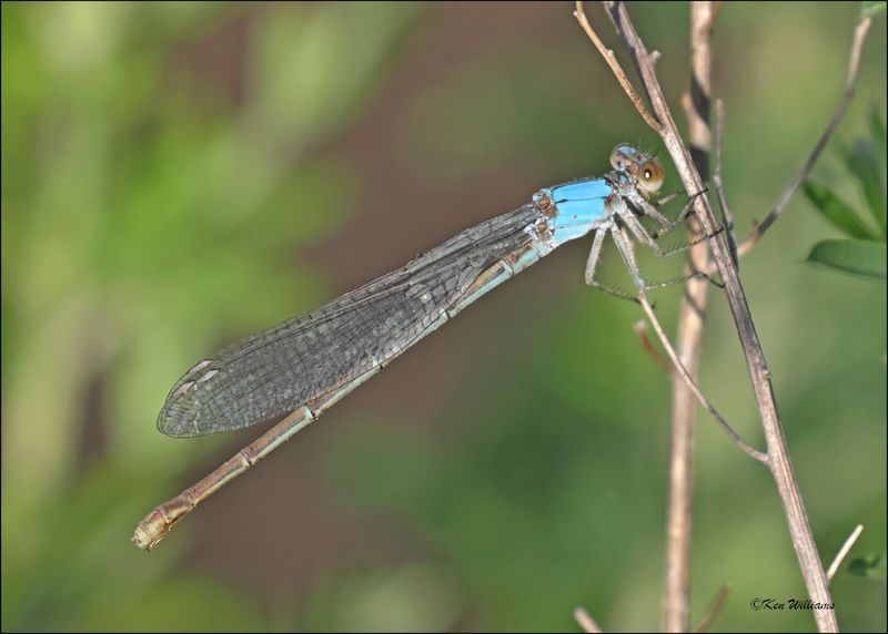 Powdered Dancer female blue form, Cherokee Co, OK, 6-10-2024_5733Dz.jpg