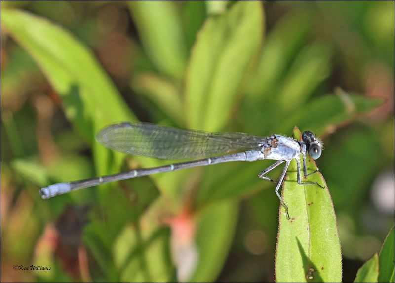Powdered Dancer male, Cherokee Co, OK, 6-10-2024_5742Dz.jpg