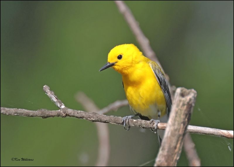 Prothonotary Warbler, Cherokee Co, OK, 6-10-2024_5869Dz.jpg