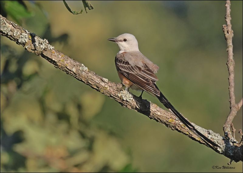 Scissor-tailed Flycatcher, Cherokee Co, OK, 6-10-2024_5723Dz.jpg