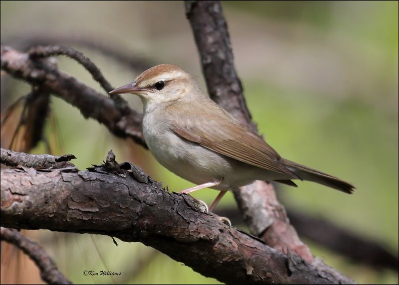 Swainson's Warbler, Big Thicket National Preserve, TX, 4-29-09, R 4719Dz.jpg
