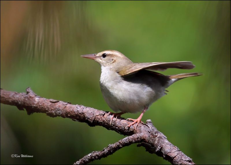 Swainson's Warbler, Big Thicket National Preserve, TX, 4-29-09, R 4752Dz.jpg