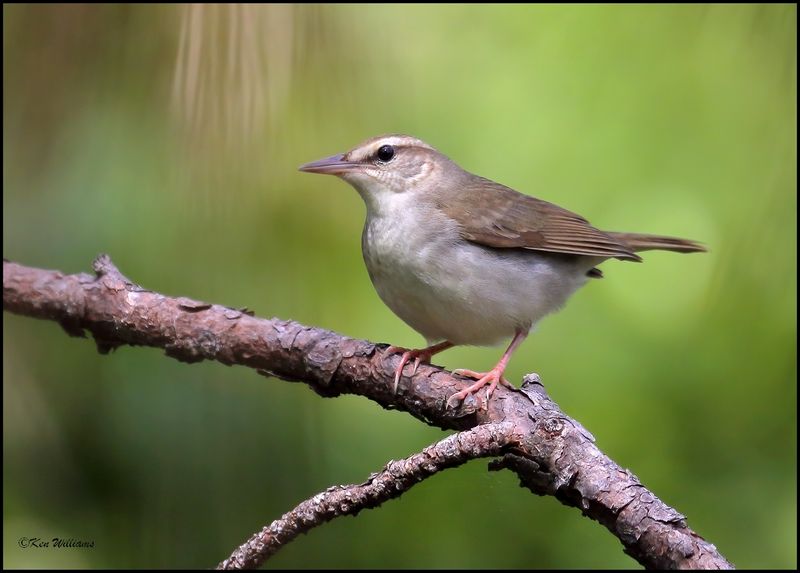 Swainson's Warbler, Big Thicket National Preserve, TX, 4-29-09, R 4755Dz.jpg