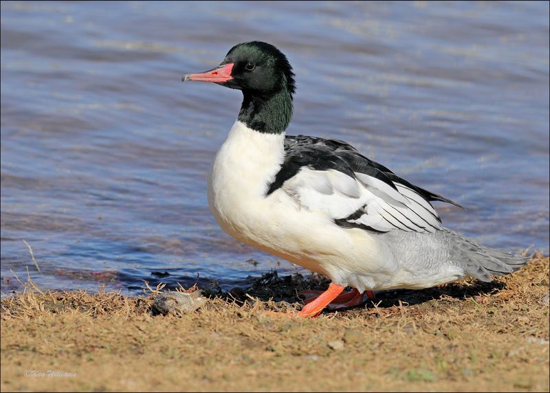 Common Merganser male, Lake Hefner, OKC, OK, 11-28-18_27870z.jpg