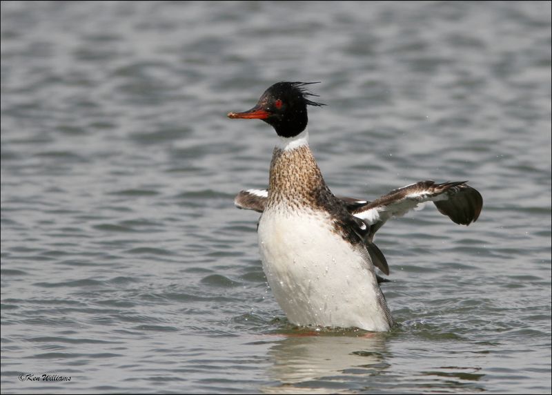 :Red-breasted Merganser: