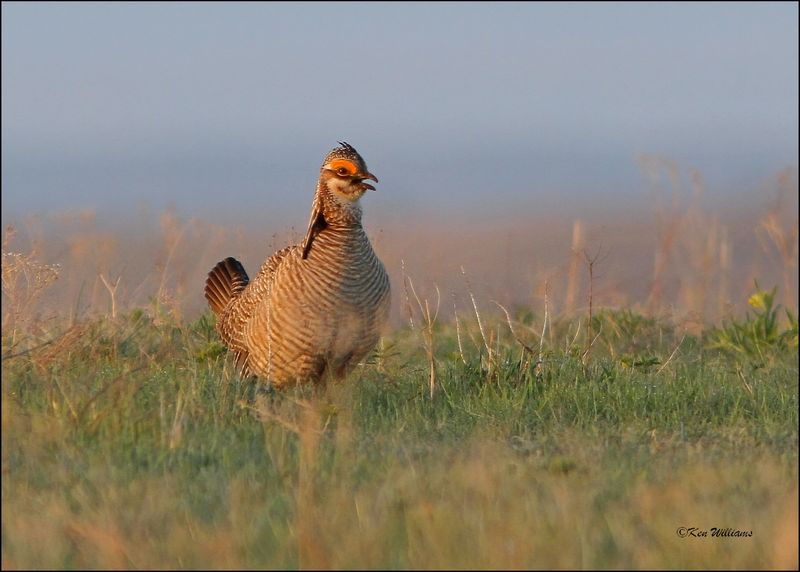 Lesser Prairie Chicken, Woods Co, OK, 5-6-13, J_009979Dz.JPG