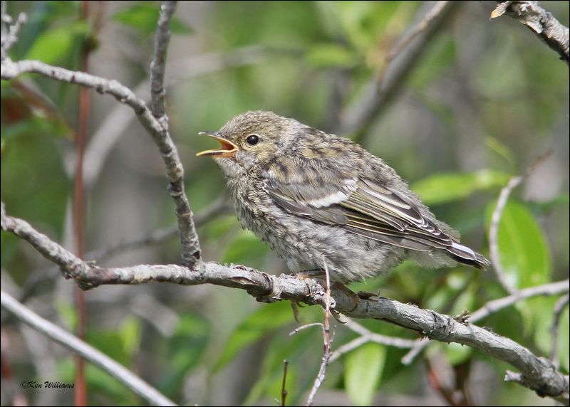 Blackpoll Warbler fledgling, Lake Louise, AK, 7-6-12_14581Dz.JPG