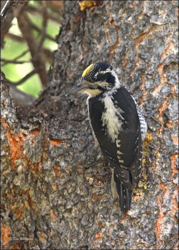 Three-toed Woodpecker, Grand Teton NP, WY, 6-8-10, J 9438DZ2.JPG