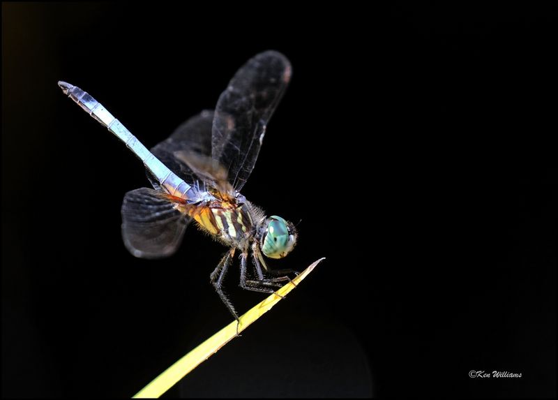 Blue Dasher, Rogers Co yard, OK, 7-1-2024_7348Dz.jpg