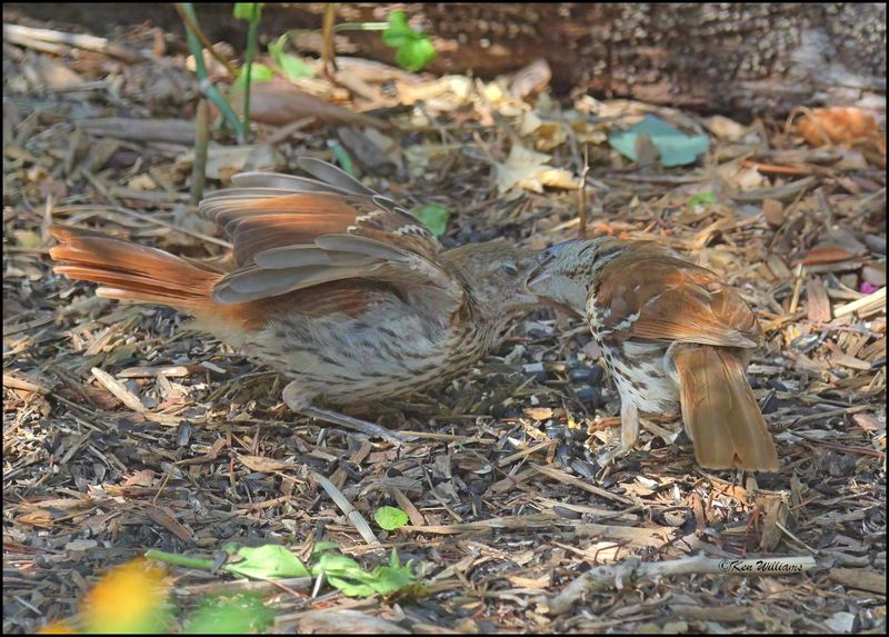 Brown Thrasher feeding fledgeling, Rogers Co yard, OK, 7-3-2024_7268Dz.jpg