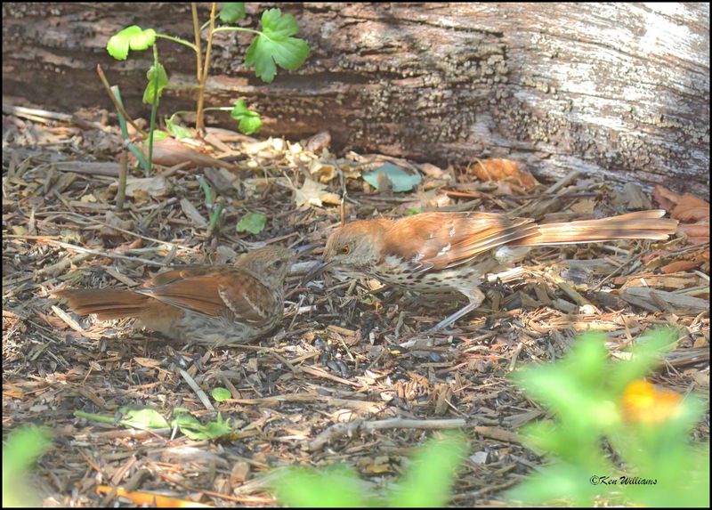 Brown Thrasher feeding fledgeling, Rogers Co yard, OK, 7-3-2024_7298Dz.jpg