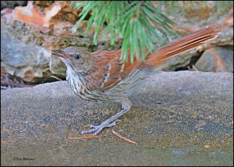 Brown Thrasher fledgeling, Rogers Co yard, OK, 7-3-2024_7753Dz.jpg
