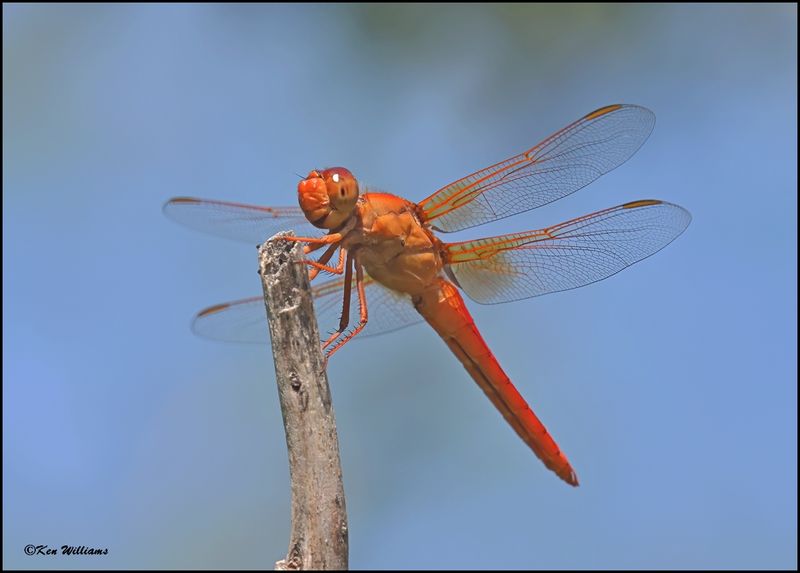 Neon Skimmer male, Rogers Co yard, OK, 7-1-2024_7374Dz.jpg
