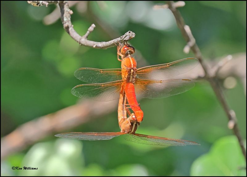Neon Skimmer pair, Rogers Co yard, OK, 7-1-2024_7350Dz.jpg