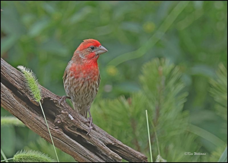 House Finch male, Rogers Co yard, OK, 7-3-2024_7767Dz.jpg
